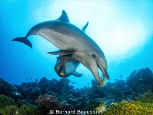 Bottlenose dolphin playing with seaweed by Bernard Beaussier 